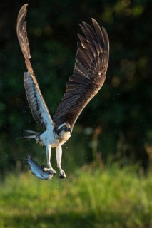 Western osprey (Pandion haliaetus) hunting with a trout, Aviemore, Scotland, Great Britain