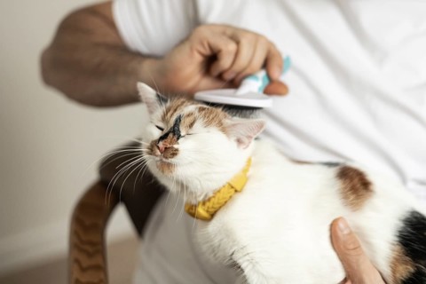 A content cat with a yellow collar enjoys being gently combed by its owner. The cozy scene