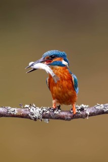 Common kingfisher (Alcedo atthis) adult male bird on a tree branch with a fish in its beak,