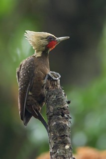 Pale-crested Woodpecker (Celeus lugubris) perched on a branch in Bolivia, South America