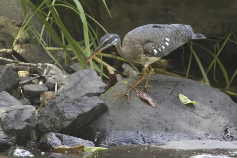 Sunbittern (Eurypyga helias), Costa Rica