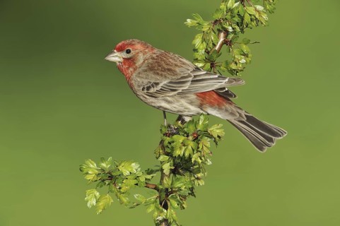 House Finch (Haemorhous mexicanus)