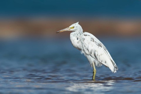 Western Reef Heron (Egretta gularis), Eilat, Israel