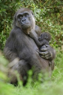 Western lowland gorilla (Gorilla gorilla gorilla), female with young, captive, occurring in Africa