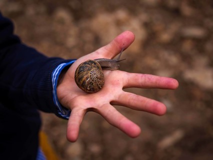 A large snail rests on an open hand, surrounded by the earthy tones of a Mallorca vineyard. The