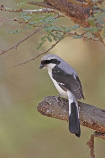 Grey-backed Fiscal (Lanius excubitoroides), Lake Naivasha, Kenya