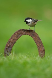 Coal tit (Periparus ater) adult garden bird on a horseshoe in a grass lawn, Norfolk, England,