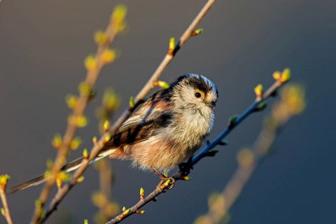 Long-tailed Tit, (Aegithalos caudatus), songbird, animals, birds, family of tits, Nahe valley,