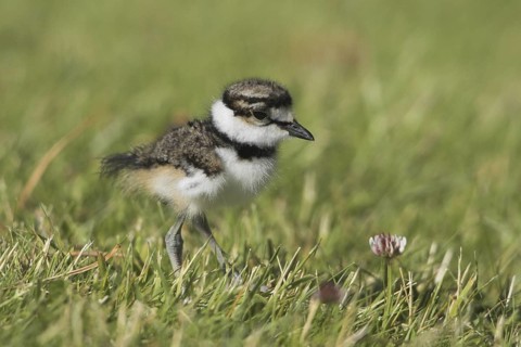 Killdeer (Charadrius vociferus) juvenile, British Columbia, Canada