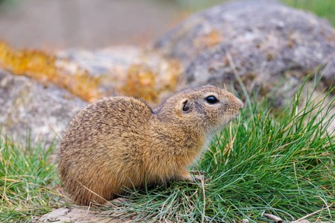 A fully grown European ground squirrel (Spermophilus citellus) sits in rocky terrain on a cloudy