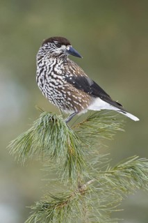 Spotted Nutcracker (Nucifraga caryocatactes), Switzerland