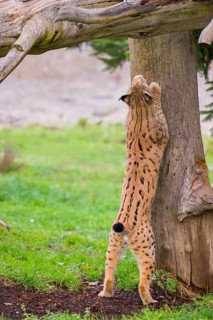 A Eurasian lynx (Lynx lynx) sharpens his claws on a dead tree
