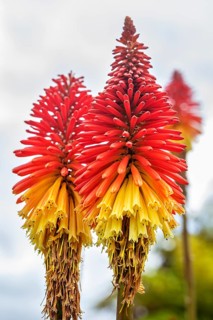 Crested torch lily (Kniphofia uvaria (L.) Oken), Akaroa, Canterbury, New Zealand