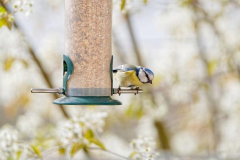 Blue tit (Cyanistes caeruleus) eating seeds from a feeder. seasonal bird feeding. Bad Salzschlirf,