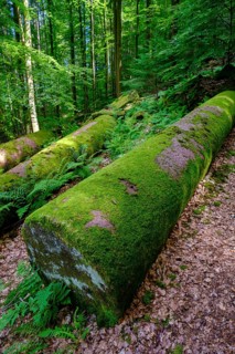 Hay columns, Mainbullau near Miltenberg, Odenwald, Lower Franconia, Franconia, Bavaria, Germany
