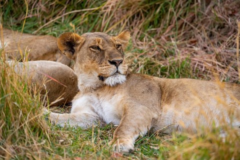 Lioness (Panthera leo) lying in the grass, Xakanaxa, Moremi Game Reserve, Botswana