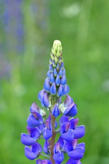 Large-leaved lupin, also known as perennial lupin (Lupinus polyphyllus), blue flower on a wild