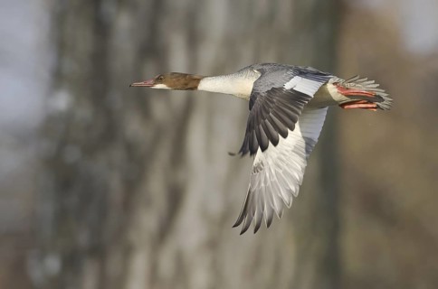 Common Merganser (Mergus merganser) female flying, Saxony, Germany