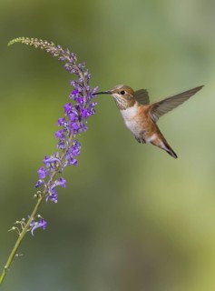 Rufous Hummingbird Female (Selasphorus rufus) - (Selasphorus rufus) - Victoria BC, Canada