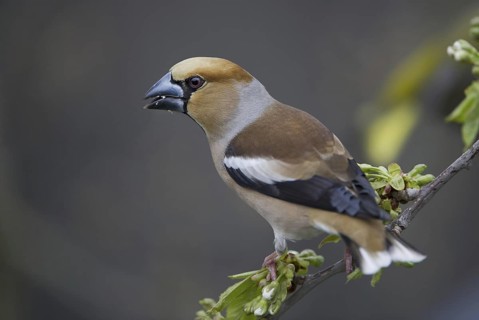 Hawfinch (Coccothraustes coccothraustes) male, Saxony, Germany