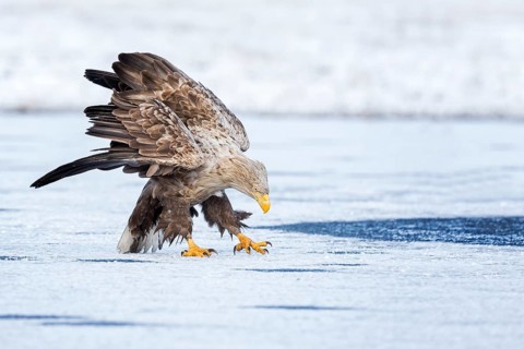 White-tailed Eagle (Haliaeetus albicilla) adult on ice, Poland