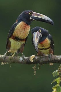 Collared Aracari (Pteroglossus torquatus), Costa Rica
