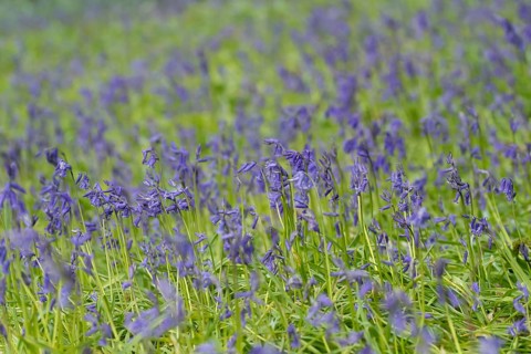 Common or English bluebell (Hyacinthoides non-scripta) carpet of blue wildflowers in a woodland in