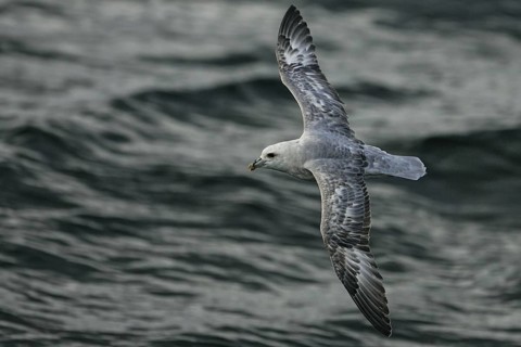 Northern Fulmar (Fulmarus glacialis) dark morph flying, North Sea, Germany