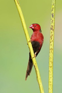 Crimson Finch (Neochmia phaeton), Northern Territory, Australia