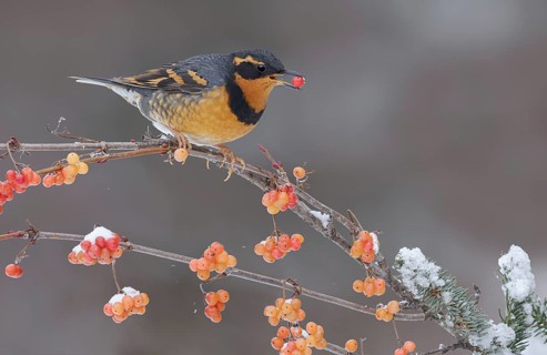 Varied Thrush (Ixoreus naevius) eating red berries, Alaska, USA