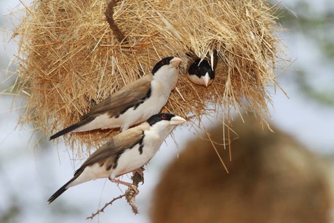 Black-capped social weaver, Pseudonigrita cabanisi
