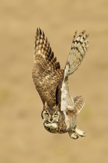 Great Horned Owl (Bubo virginianus) flying, Texas, USA