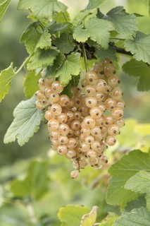 White currant (Ribes rubrum 'Blanka'), Bavarian Fruit Centre, Germany