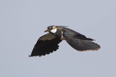 Northern Lapwing (Vanellus vanellus) flying, Netherlands