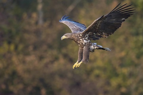 White-tailed Eagle (Haliaeetus albicilla) flying, Kutno, Poland