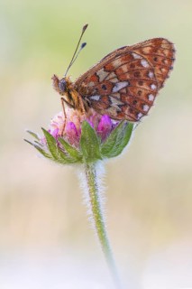 Boloria euphrosyne