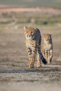 Cheetah (Acinonyx jubatus) two walking one after another, Castile-La Mancha, Spain