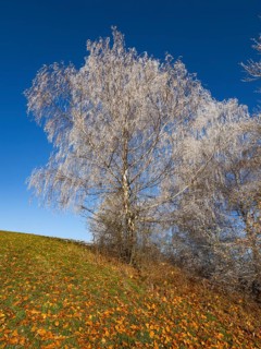 Birch Trees, (Betula pendula), a group of trees at the edge of a field, covered in hoar frost, set
