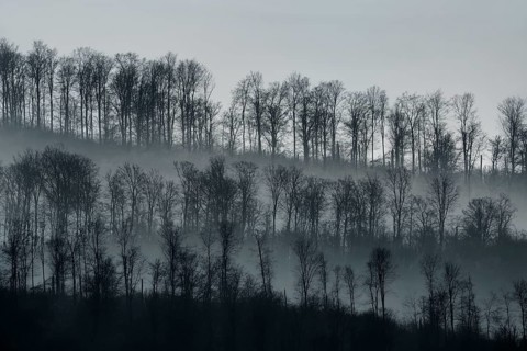 Digitally altered landscape with trees, Wesertal, Weserbergland, Germany
