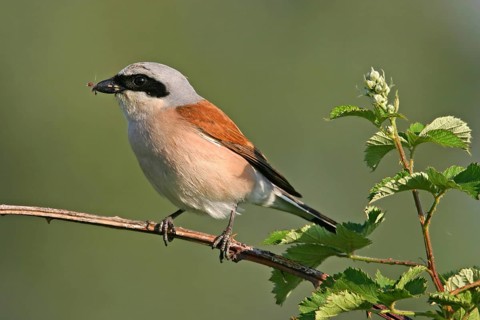 Red-backed shrike (Lanius collurio), Pie-griËche Ècorcheur, AlcaudÛn Dorsirrojo, Spider, spider,