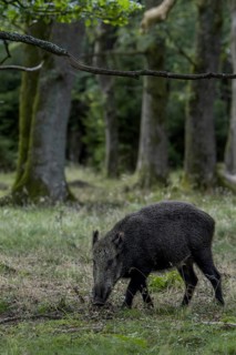 The eyes of the wild boar (Sus scrofa) reveal that it observes its surroundings very closely when