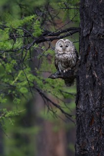 Ural Owl (Strix uralensis yenisseensis) perched in tree, Lake Khuvsgul, Mongolia