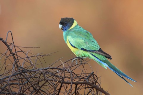 Australian Ringneck (Barnardius zonarius), Northern Territory, Australia