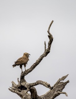 Brown snake eagle (Circaetus cinereus), with open beak, sitting on a dead branch against a white