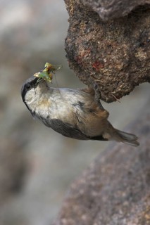 Western Rock Nuthatch (Sitta neumayer), Lesvos, Greece