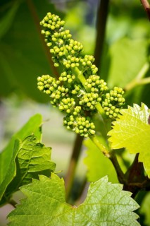 Blossom with buds, vine blossom on a vine, grapevine (Vitis vinifera), Saxony, Germany