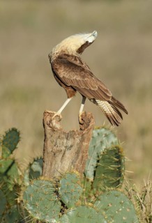Northern Crested Caracara (Caracara cheriway) perched on stump, Texas, USA