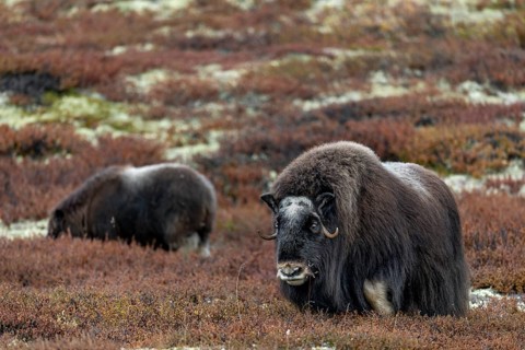 A musk ox cow (Ovibos moschatus) with calf looking for food in the tundra, baby animals, autumn,
