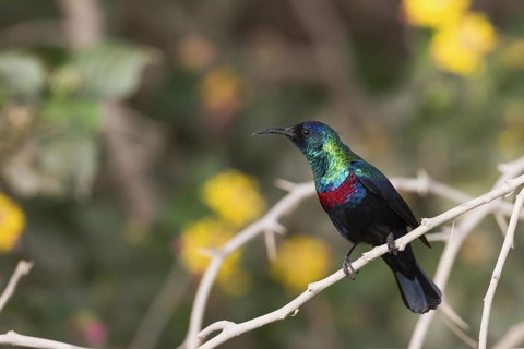 Shining Sunbird (Cinnyris habessinicus) male, Oman