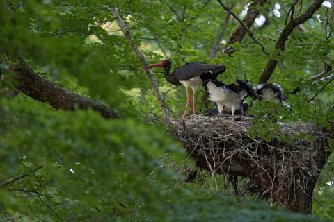Black Stork (Ciconia nigra) adult with juveniles in nest, North Rhine-Westphalia, Germany